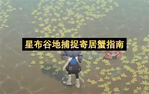 星布谷地捕捉寄居蟹指南