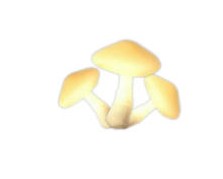 心动小镇近幽集蜜环菌空心树点位分享